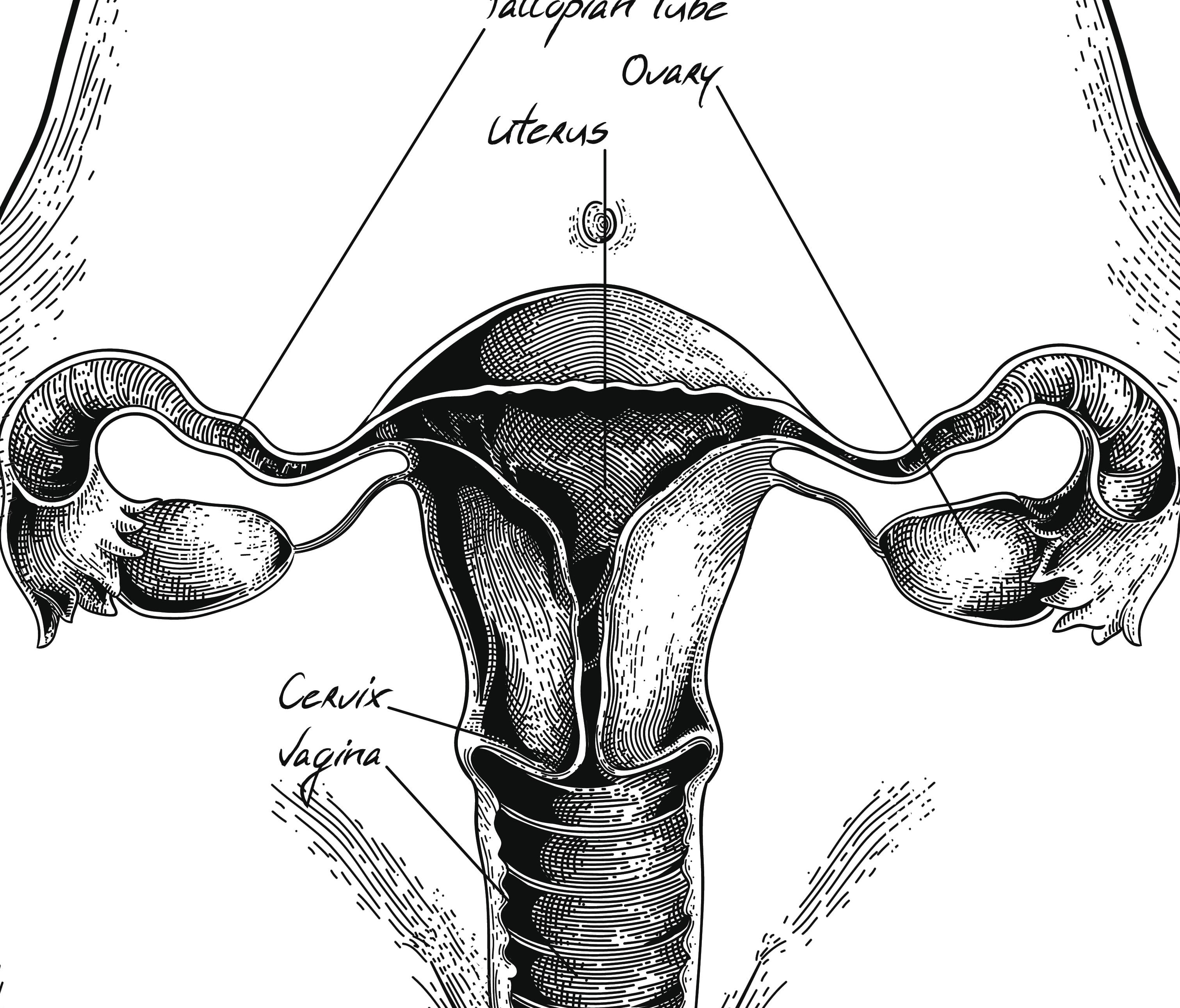 Vaginal Atrophy and Sexual Function