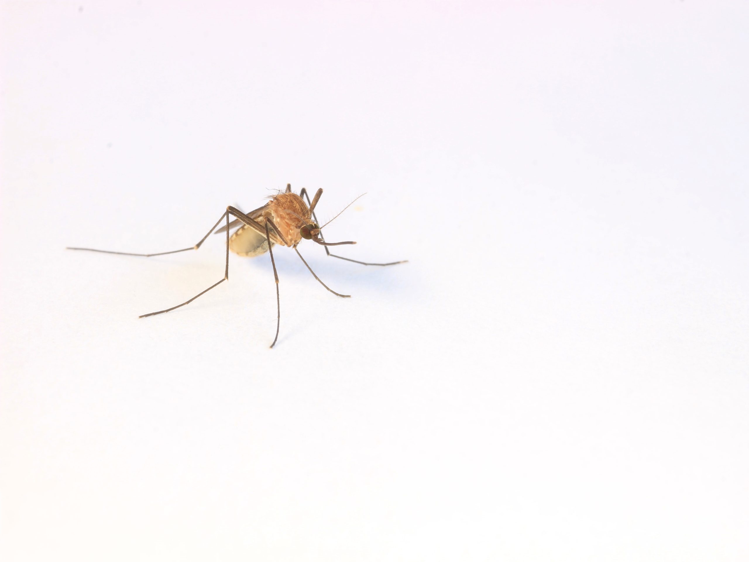 Clinical Conversations: Japanese Encephalitis – A Practical Approach for GPs | Part one