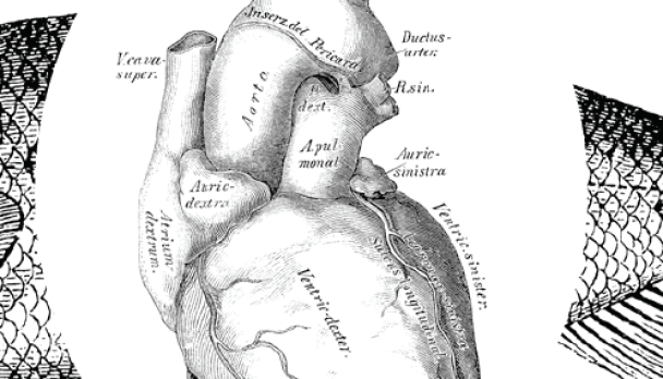 Colquhoun Feature Image