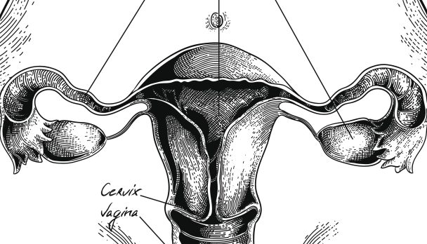 Uterus-stock-image