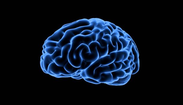 brain