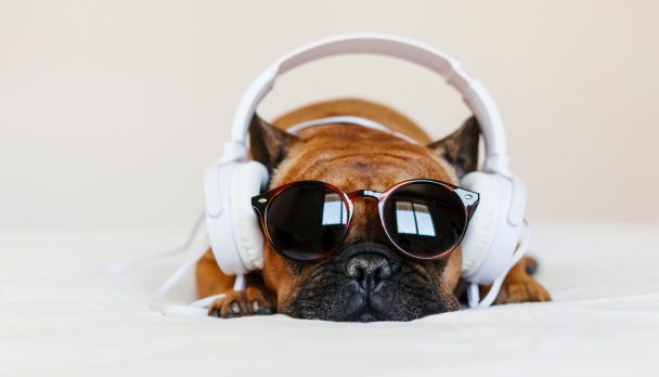 Cute,Brown,French,Bulldog,Sitting,On,The,Bed,At,Home