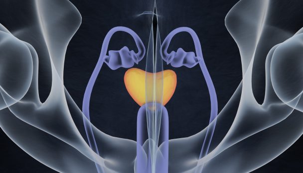 Prostate gland. Male reproductive and urinary systems. Anatomy. 3d illustration