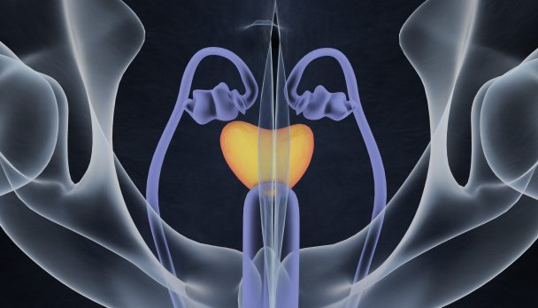 Prostate gland. Male reproductive and urinary systems.