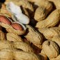 nuts-1736520_1920