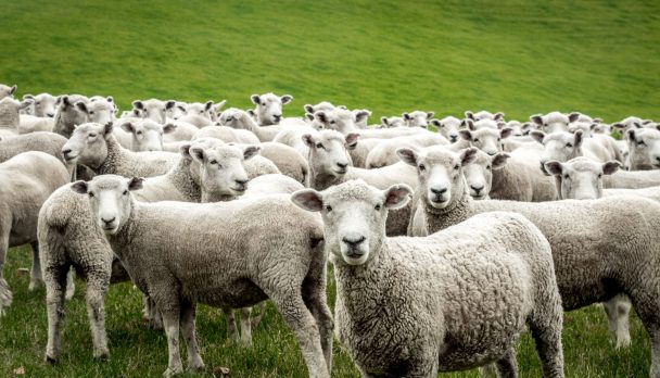 Flock,Of,Staring,Sheep