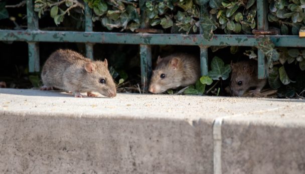 Three,Rats,In,Paris