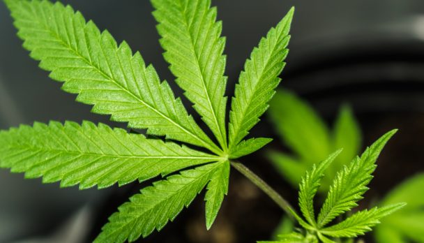 Cannabis,Leaf