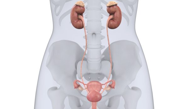 Female,Urinary,System.,3d,Rendering
