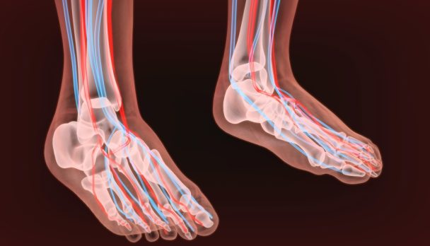 3d,Render,Of,Foot,Nerves,Anatomy