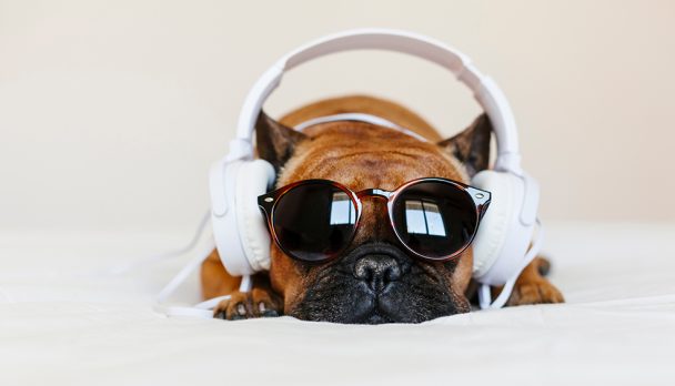 cute brown french bulldog sitting on the bed at home and looking at the camera. Funny dog listening to music on white headset. Pets indoors and lifestyle. Technology and music